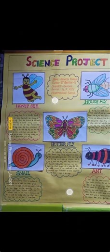 insect flow chart ||science project😇 ||easy drawing ❤