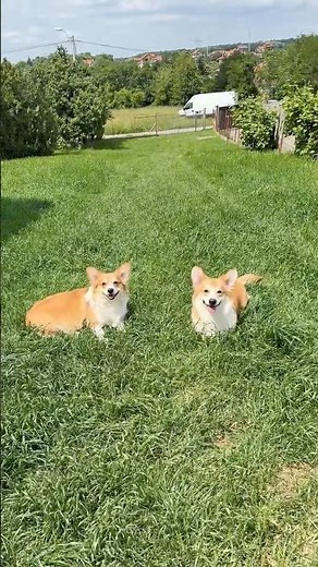 Corgis Tesla & Volt: playtime and dog training in the yard 🐾❤️