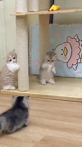 #pet #reels #love #cats #catslove #thucung #cungxiu #foryou #fyp #cute | Cats Pet KKz