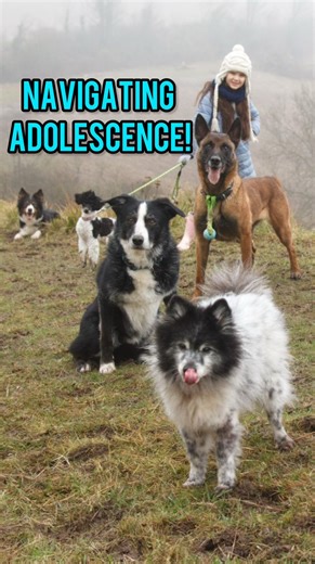 Owning an adolescent dog comes with a unique set of challenges as your pup navigates through this developmental stage. Here are some tips for managing this period effectively: 🐕 Consistent Training and Socialisation: Continue with regular training sessions to reinforce learned commands and introduce new ones. Socialisation is also key; expose your dog to different people, animals, and environments to help them become well-adjusted adults. 🐕 Exercise and Mental Stimulation: Adolescent dogs have