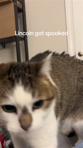 she wanted to tell you happy new year 😔 #cat #cats #catsoftiktok #cute #funny