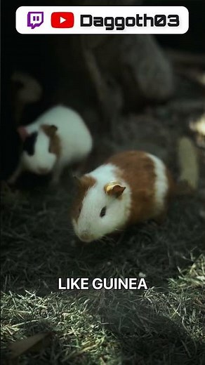 Massive Guinea Pigs in #rimworld