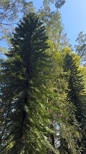 Why is the Wollemi Pine so special? This #WollemiWednesday take a look at how we're helping to ensure their survival! As John Siemon, Director of Horticulture and Living Collections, points out - it's remarkable these trees have survived for over 200 million years. Ice ages, asteroids, you name it, nothing has stood in the way of these mighty pines enduring. 🌲 Our team has planted 40 fresh seedlings of these curious conifers at the Blue Mountain Botanic Garden Mount Tomah, celebrating 30 years 