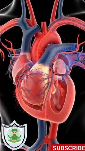 This Is How Your Blood Flows (3D Animation)