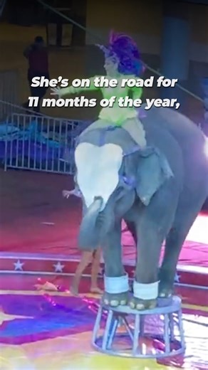 Betty, the most depressed elephant in the world, is at risk of collapsing from pain & failing health after decades of forced performances, yet Carden International Circus still exploits her. We’ve urged U.S. Department of Agriculture to intervene, and you can help by urging the circus to retire her! https://peta.vg/43rp | PETA (People for the Ethical Treatment of Animals)
