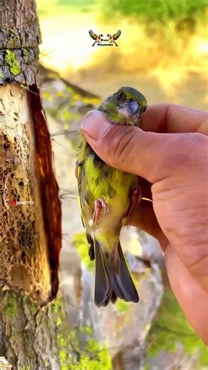 bird home 🤣 #funny #funnyvideo