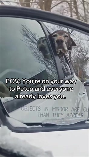 Adored Adventures: Stella's Day at Petco