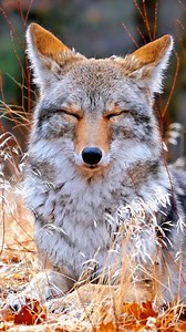 Meet the coywolf, a fascinating hybrid between wolves and coyotes. These animals inherit unique traits from both parent species, making them highly adaptable. Fun Fact: Coywolves are about 60% western coyote, 30% eastern wolf, and 10% domestic dog genetically. #Coywolf #HybridAnimals #WildlifeFacts #NatureLover #AnimalScience | ListPull