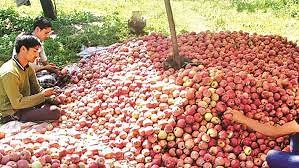 Hybrid apple price decreased in the market, Apple traders in Kashmir Valley upset #appletraders #farmers #Kashmir #hybridapple | Gulistan News Channel