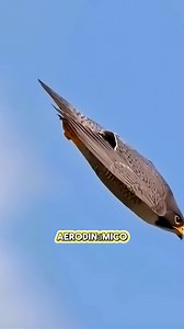 170K views · 1.2K reactions | El rey de la velocidad #animals #aves #aveshermosas #animales #HALCON | La Ratona | Facebook