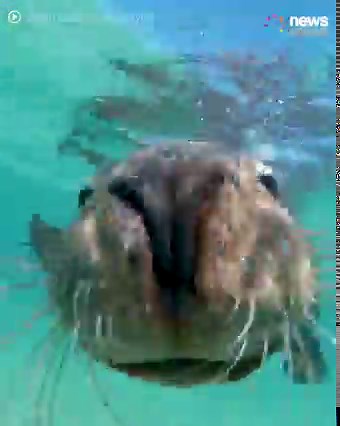 19K views · 1K reactions | How cute is this 'sea doggo'.  | News.com.au | Facebook