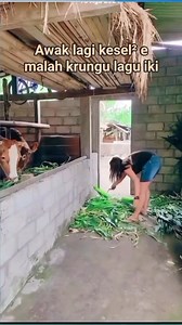 Apapun pekerjaannya tetap semangat kawan.. 💪 #peternaksapi #viral #sapi | Sobat Sustri