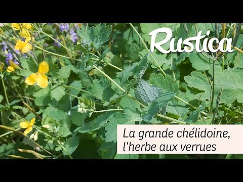 La grande chélidoine