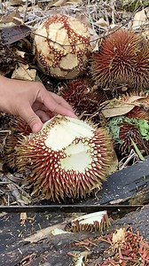 224K views · 782 reactions | Durian Dayak Pinky pinky  | Borneo Forester | Facebook