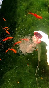 They always go crazy on this #pet #aquarium | The Koi and Goldfish Factory