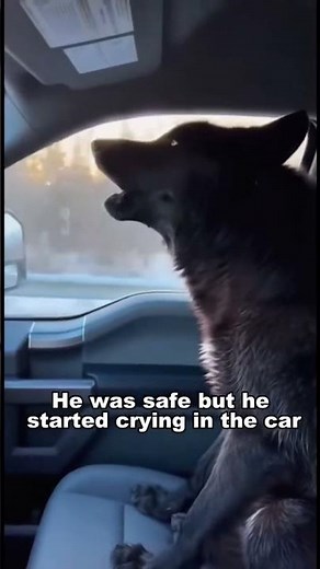 🐺 Yamato Sensei and the Alpha Wolf