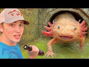 J’ai trouvé des AXOLOTLS dans un tunnel caché !