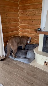 When Messi was getting ready to sleep... 😘❤️😍 #puma #pumamessi | Team RRQ Unofficial