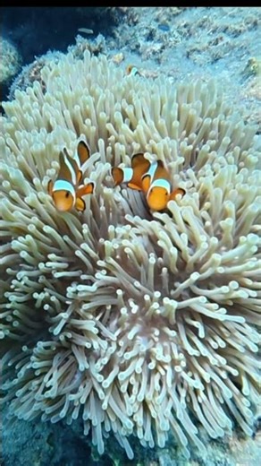 Koh Kradan reef Nemo fish