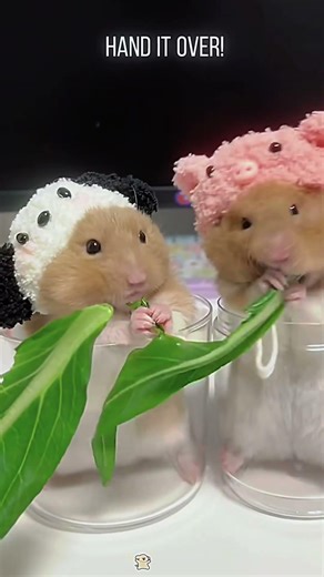 Funny hamsters #hamster#funnyhamster#funnyanimals#funnyvideos#Foryou;\rEND:VCARD