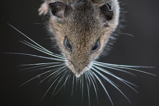 A mouse's view of the world, seen through its whiskers - Berkeley News