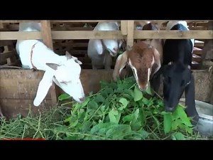 Goats eating leaves