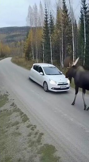 Wild Moose Attacks Car on Forest Road!