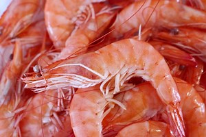 Plans for new shrimp facility in Puerto Rico | Shrimp Farming