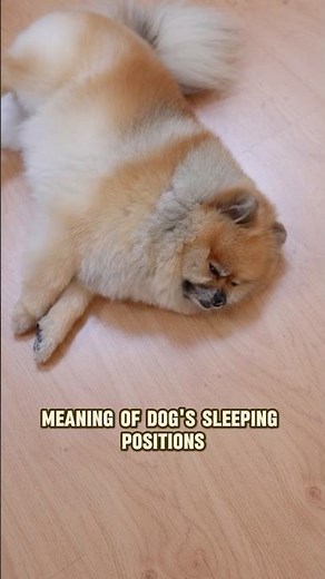 Meaning of DOG'S Sleeping POSITIONS #dog #dogcare #dogfacts #dogshorts #dogtips