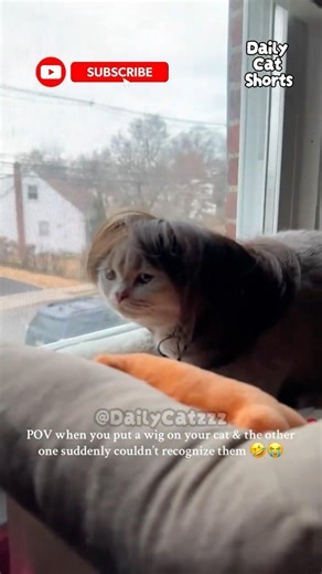 Funniest Catzzz Ever! #funnycats #cats #trending
