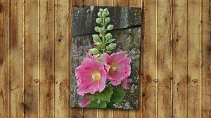 Alcea Rosea | Hollyhock | 100 Seeds - Etsy Canada