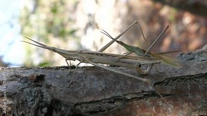 Predatory bush cricket (Saga pedo, small male) copulating in opposition to scientific opinion about parthenogenetic reproduction (only females exist and they breed by themselves)