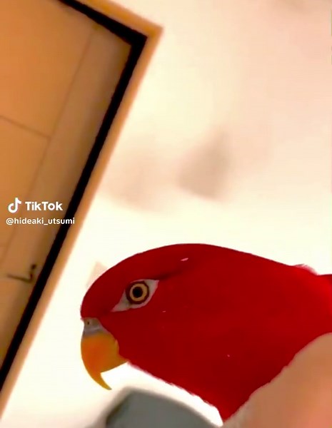 Entusiastas del meme del pájaro rojo