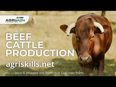 Beef Cattle Farming | Cattle Production Training Course at Agri Skills Transfer
