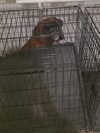 Differences Between a Lab and a Boxer Dog