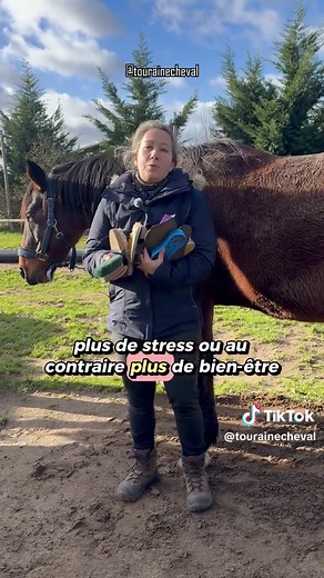 Comment bien brosser son cheval : guide essentiel