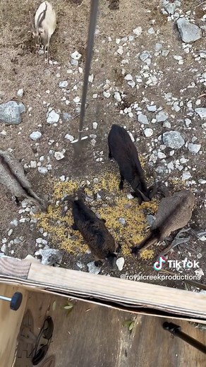 Spear Hunting Persian Ibex with the Slockmaster Sabertooth Spear