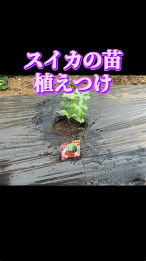 スイカ苗の植え付け🍉 今年は黄色・赤・銀の卵いきます！ マルチに穴あけてしっかり定植 最初のここで差がつく ・根は崩しすぎない ・風対策で軽く固定 ・植えたらたっぷり水 ツル伸びてからが本番👍 #スイカ #家庭菜園 #農業 #野菜作り #植え付け