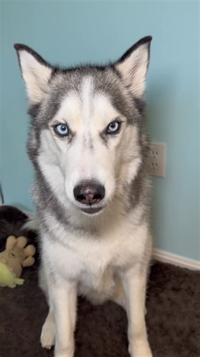 Pluto on Instagram: "Practicing talking with my pup! #husky #talkingdog #dogseating #dogasmr #cutedogs #huskylife #dogtrainingvideos #goodboy #dogmomlife🐾"