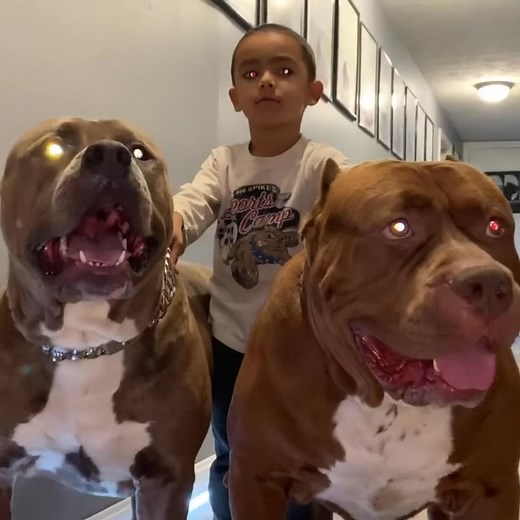 285K views · 13K reactions | prehistoric hounds! #foreverlove | DarkDynastyK9s | Facebook