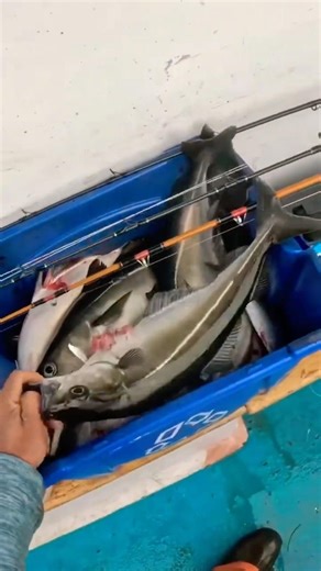 From catching pollock to Bacalhau with chickpeas 🤤