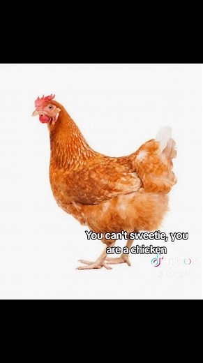 Chicken or Dinosaur? A Funny Transformation Story