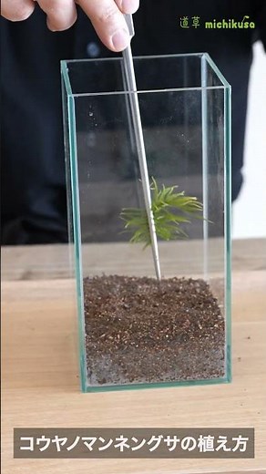 コウヤノマンネングサの植え方 #苔テラリウム
