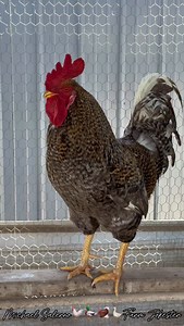 9.1K views · 34K reactions | Alexa the Fearless, Matriarch of Sass & Scratch! Alexa, Oh Alexa, Aleeexxaaa! #alexa #lex #lexy #a #chickens #hen #hens #rooster #roosters #roostersofinstagram #nameyellingchicken #namescreamingchicken #chickensofinstagram #backyardchickens #memes #funnyanimals #comedy #humor #laugh #dadjokes #illinois #farmjokester #michaelsalerno | Michael Salerno | Facebook