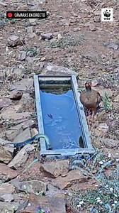 2M views · 10K reactions | 謹 Las amistades peligrosas y la sed En pleno #TerritorioLince, una culebra bastarda y una perdiz roja comparten un estanque para beber  A veces, la naturaleza sorprende: el agua une lo que normalmente se evita  Mañana Día Mundial de la Serpiente | WWF España | Facebook