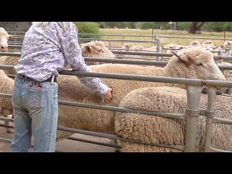 Day in the Life of a Field Technician & Farm Hand | Working in Agriculture in Wagga Wagga