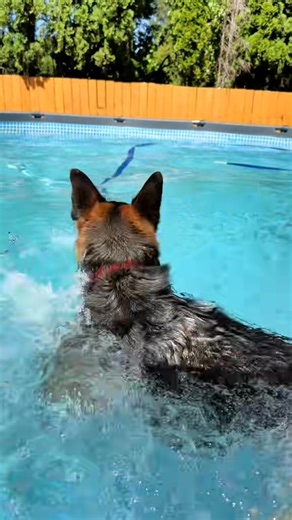 There are two types of dogs ones that love the water and those that dont . Which one do you havw #german #onthisday | Jimmy Butler | Facebook