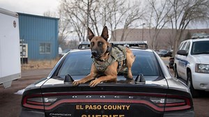 Colo. governor signs law to add protections for police K-9s, horses
