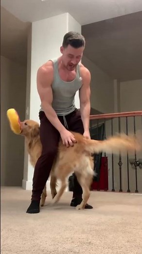 Nala Stomps: the golden retriever dance #funny #dog