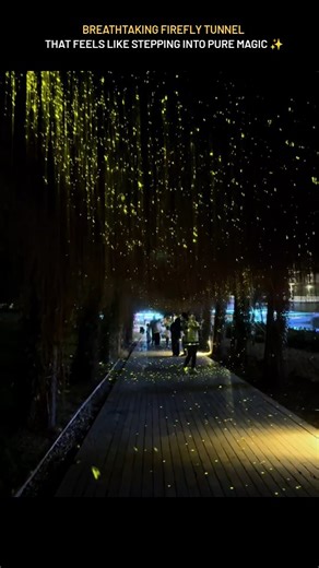Calm Space on Instagram: "✨🌌 So romantic 💓 A dreamy path lit by fireflies… like walking through a glowing fairytale tunnel. Every step feels surreal, soft, and magical.✨ Stumbled into a glowing dream at the Firefly Tunnel of Guiwan Park — a pathway where tiny golden lights drift around like living stars. ✨ Walking through this shimmering tunnel feels like stepping inside a night sky that’s come down to earth. The soft glow, the calm breeze, and the quiet magic of the place make every moment fe